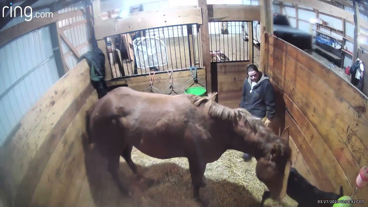 2023 Foaling Season