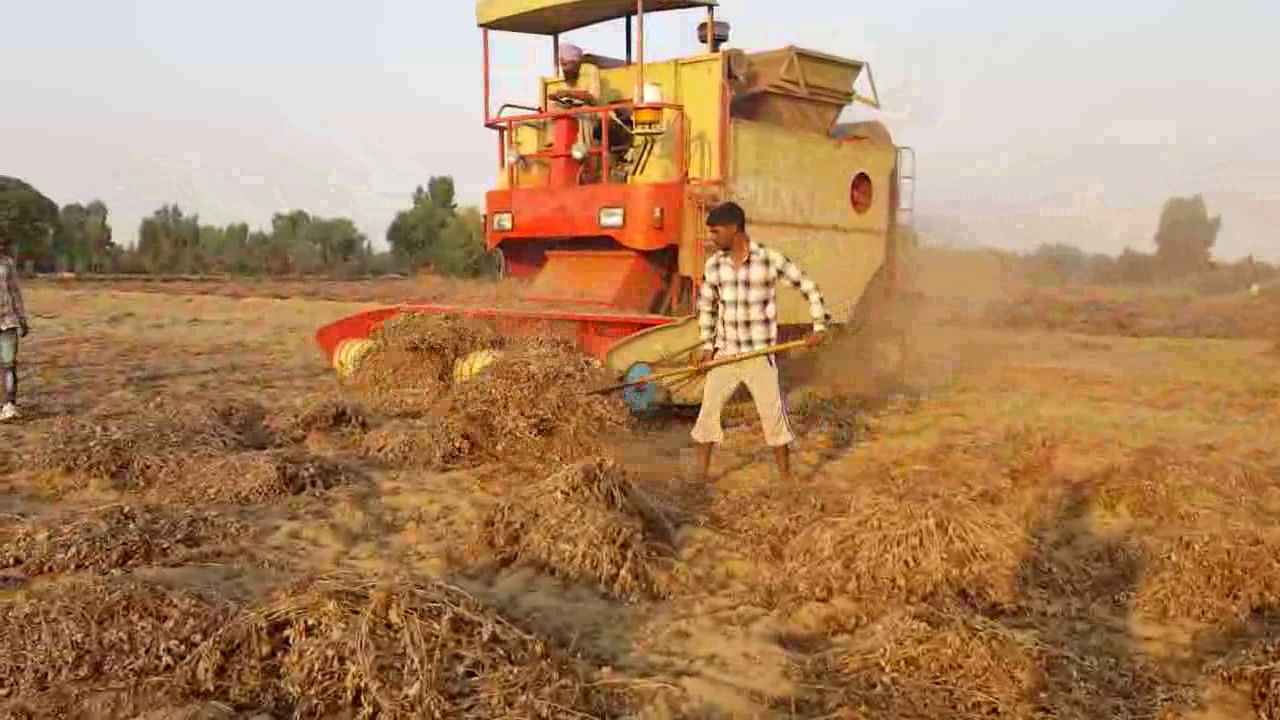 मुंगफली निकलने की इंडिया की पहली कंबाइन हार्वेस्टिंग  कंबाइन Punni Groundnut Harvester