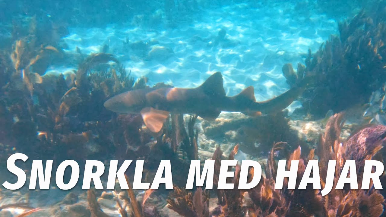 Snorklar med hajar, sköldpaddor och barracuda på Alligator reef utanför Islamorada, Florida Keys
