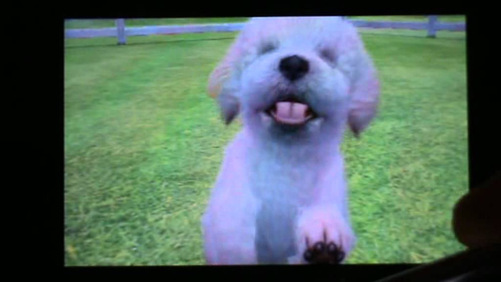 nintendogs + cats special race les caniche toy