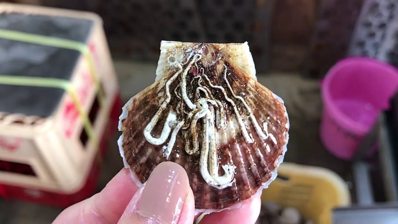 Amazing Japan Scallops Farming and harvesting - Japan Sea technology - Big Scallops Cultivation