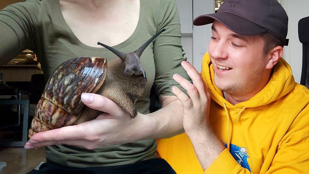Kupili smo Džinovskog Afričkog Puža!!
