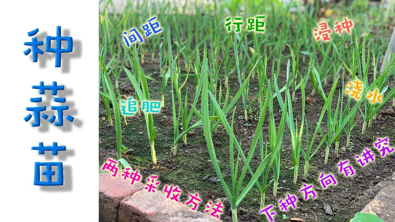【我在硅谷当农民16】蒜苗种植：翻地、浸种、播种、浇水、追肥、采收全过程详解