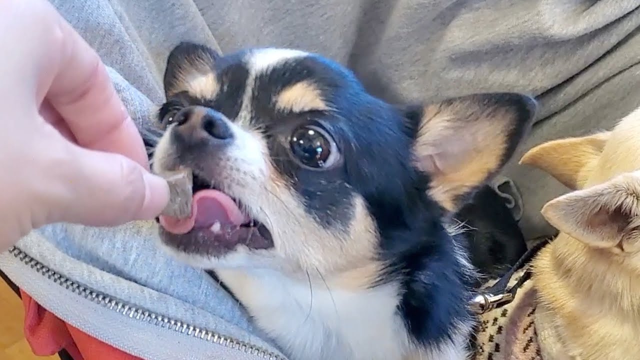 人気の寄七つ星ドッグラン行ってきたよ！【チワワ】【犬】【dog】【chihuahua】【多頭飼い】