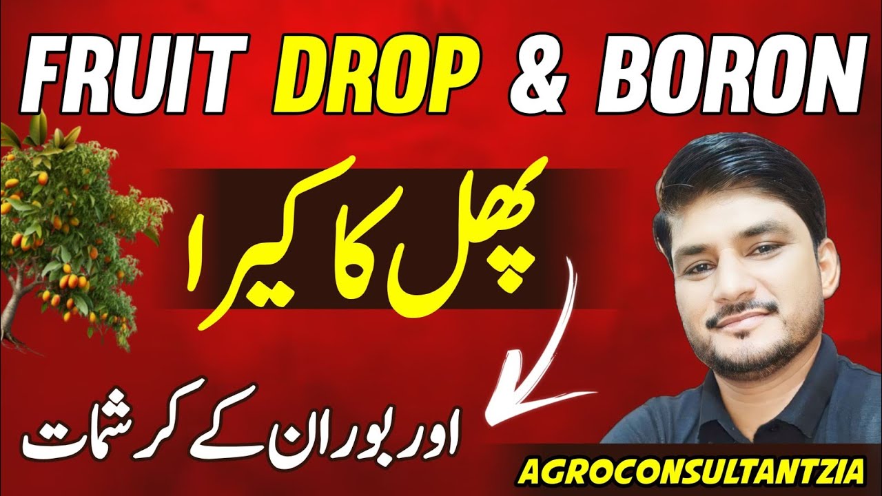 Fruit drop  and Miracles of Boron.