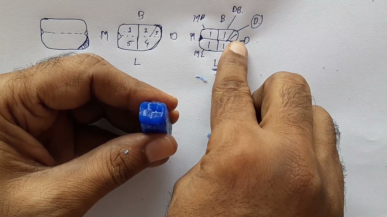 Mandibular 1st Molar Carving by Kamlesh