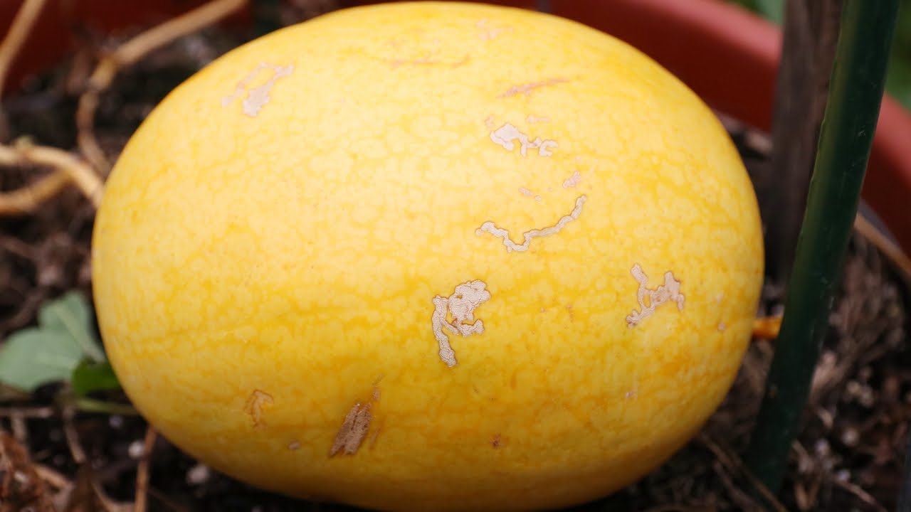 Golden Midget Watermelon Harvest And A Quick Watermelon Tour