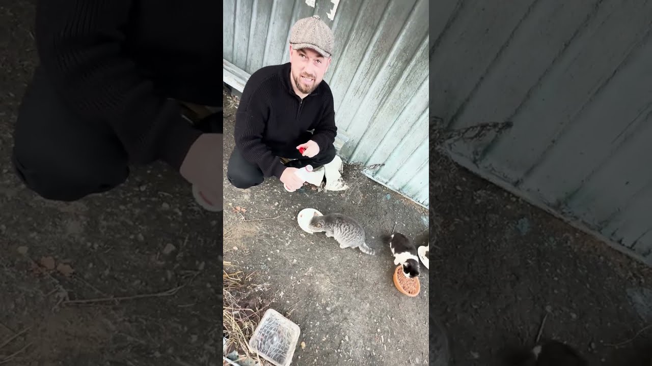 Кошки с заднего двора🥰
