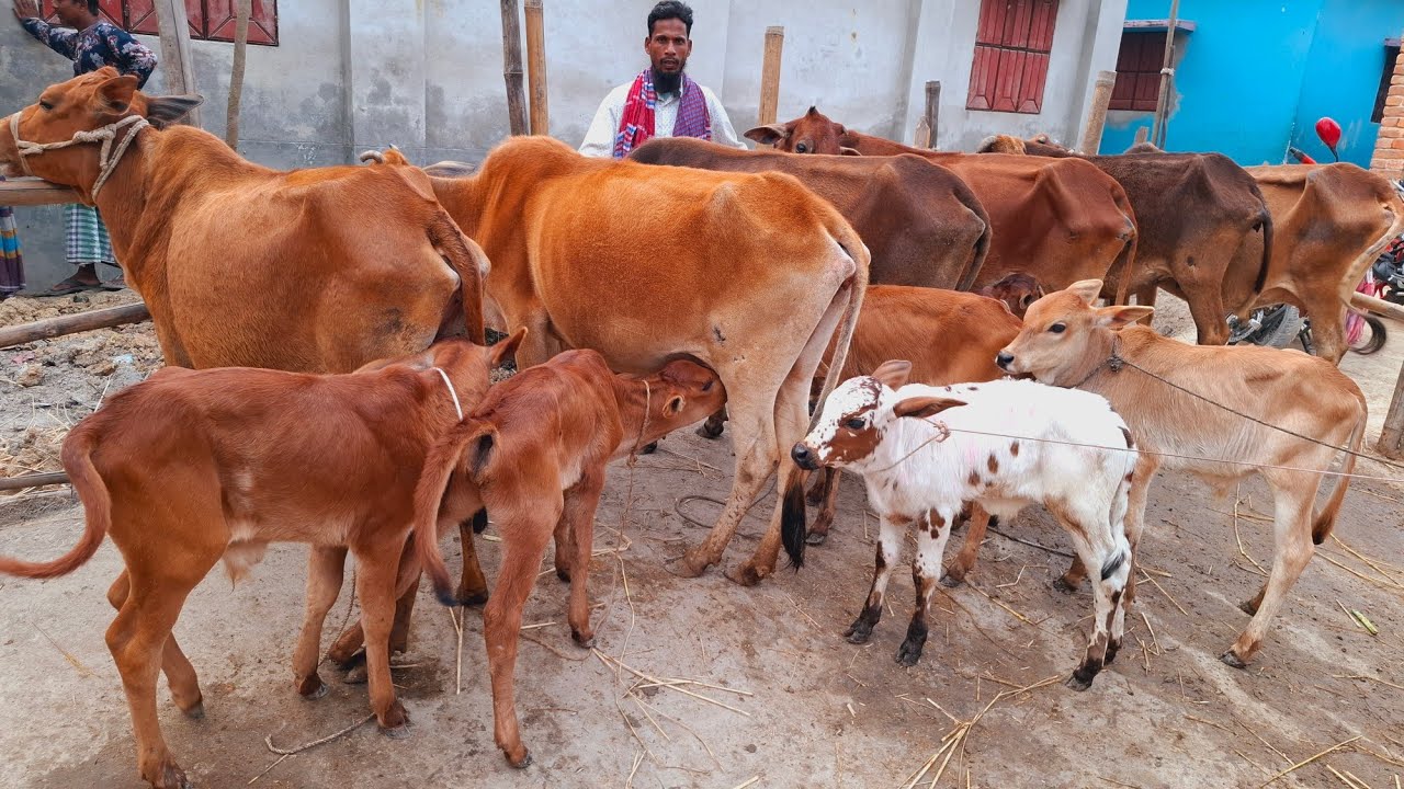 আজ ১১/৩/২৬ | লাভজনক গরু! কমদামের মধ্যে বাছুরসহ গাভী গরুর প্যাকেজ | দিনাজপুর 
