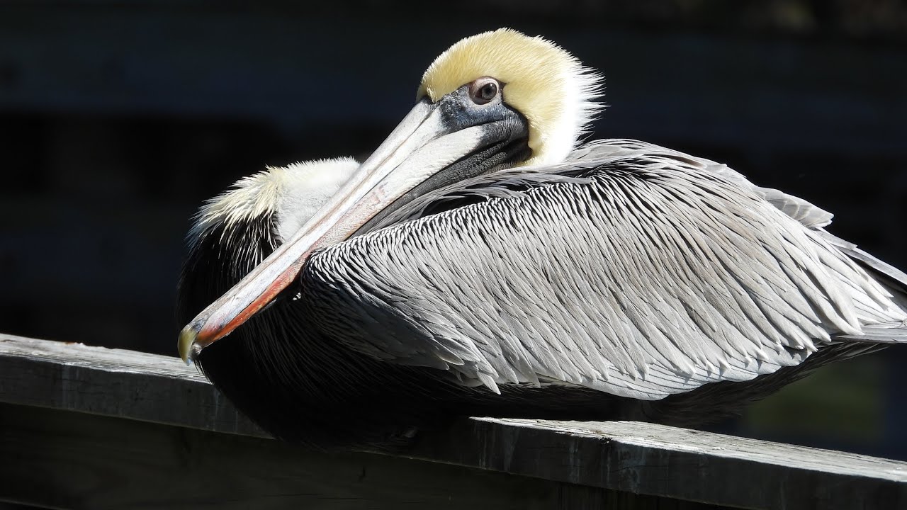 Pelicans at Haulover Canal Brevard County FL 🌴 🌞 