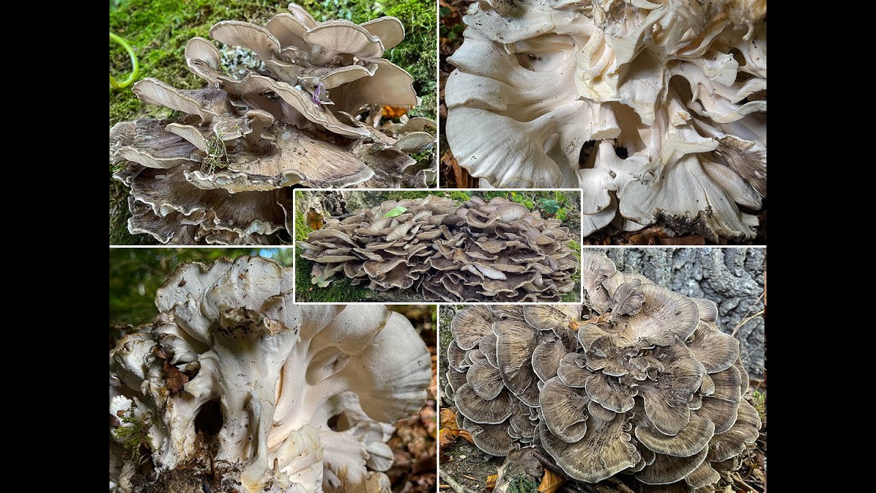 Pilzportrait | Klapperschwamm, Maitake, Spatelh&uuml;tiger Porling, Laubporling | Grifola frondosa