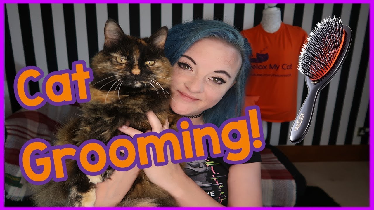 How to groom a long haired cat - Top tips for grooming a long-haired cat