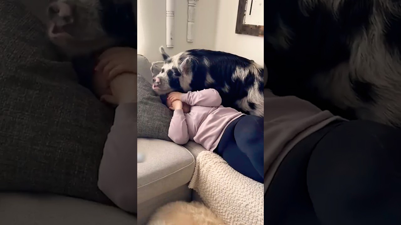 Pig Wants To Cuddle On Couch But Can't Fit