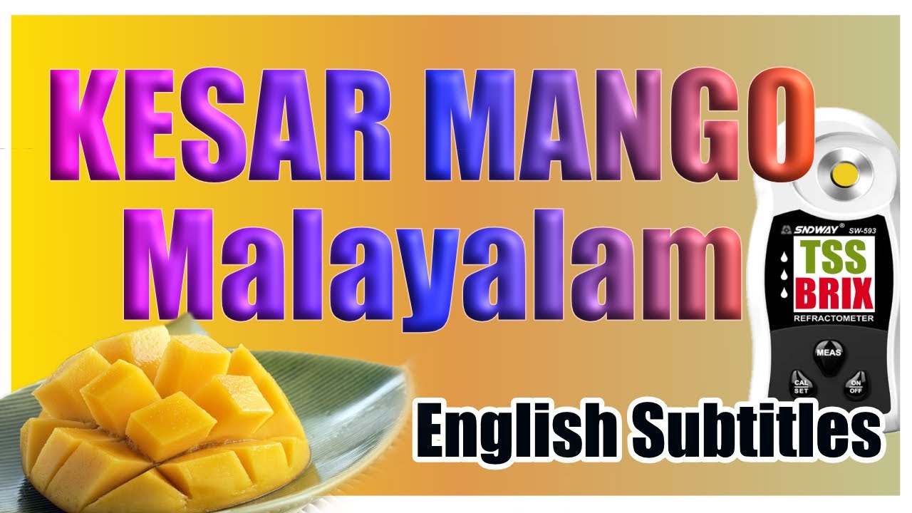 EP-46 കേസർ മാമ്പഴം രുചിയും മധുരവും Kesar Mango Malayalam taste review TSS BRIX results