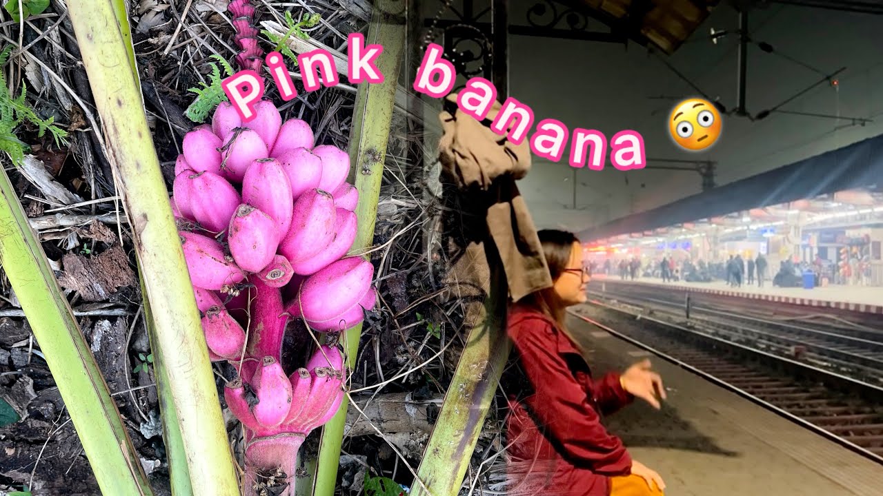 Journey to Arunachal Pradesh | picking fresh veggies for Christmas 
