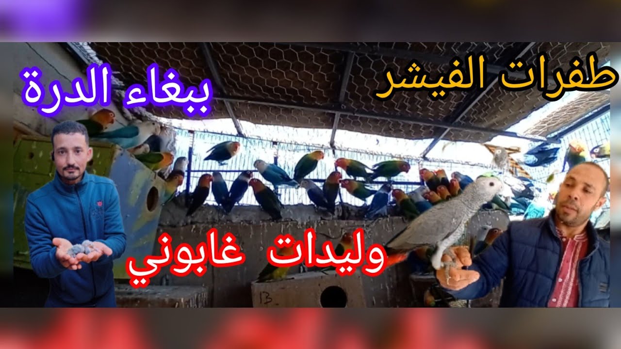 زيارة  مفاجأة عند المولوع  حديدان عشاق طفرات الفيشر  وكوبلات اكولي مولينا وليدات غابوني في المستوى