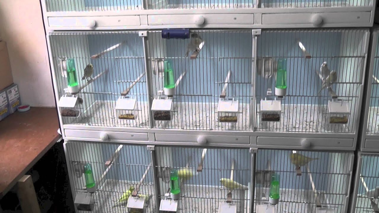 Canary bird room update 2012