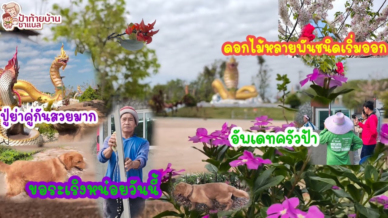 อัพเดทรอบลานปู่!!ลุงเสือทำงานเร็วมาก