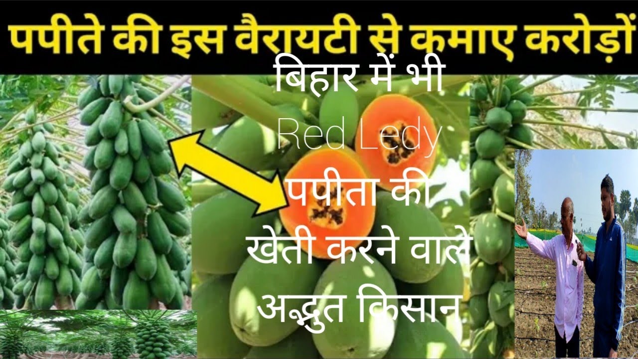 🌱🥑रेड लेडी ताइवान पपीता की खेती बिहार में कैसे करें ! 5 Secret Of Papaya farming Red Ledy 786🥑 💚😱😱😱