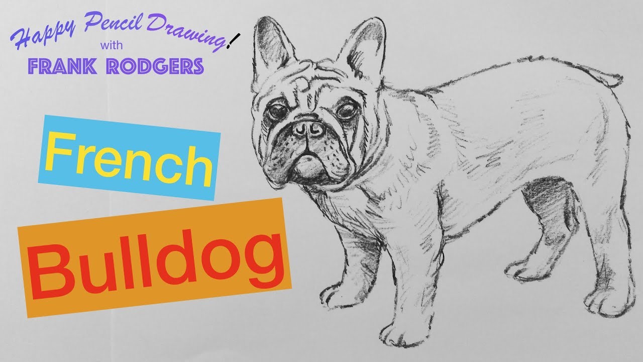 How to Draw a Pencil Sketch of a French Bulldog - Happy Drawing! with Frank Rodgers