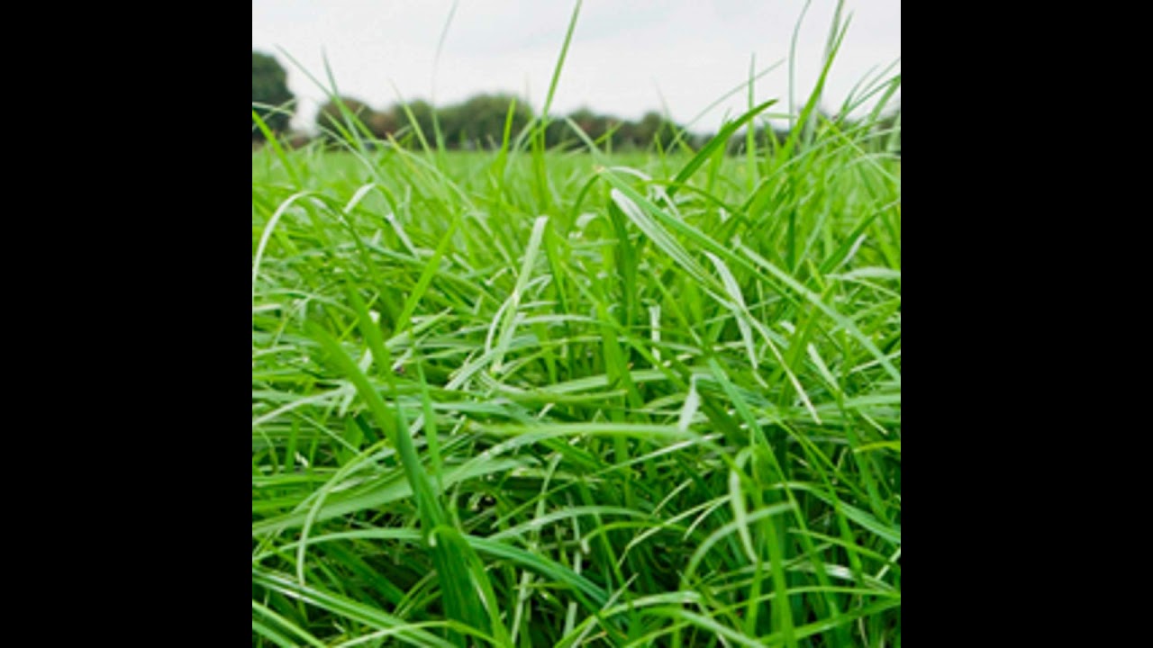 February Grass Update