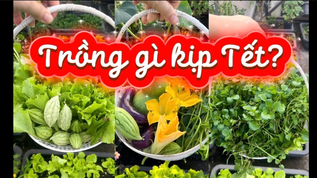 THÁNG 1 TRỒNG GÌ ĐỂ TẾT CÓ RAU ĂN?