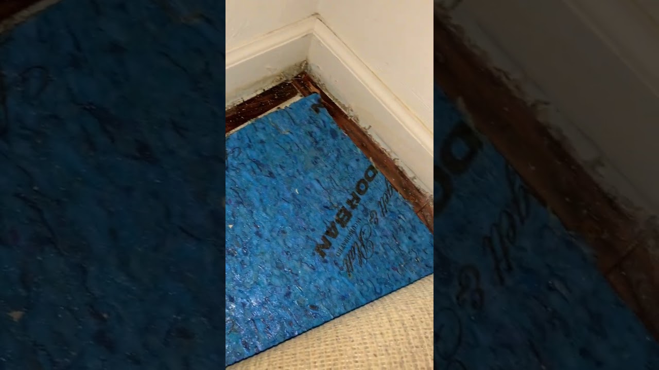 The Hidden Damage Under Your Carpet / Pet Stain and Odor Removal Virginia Beach #short