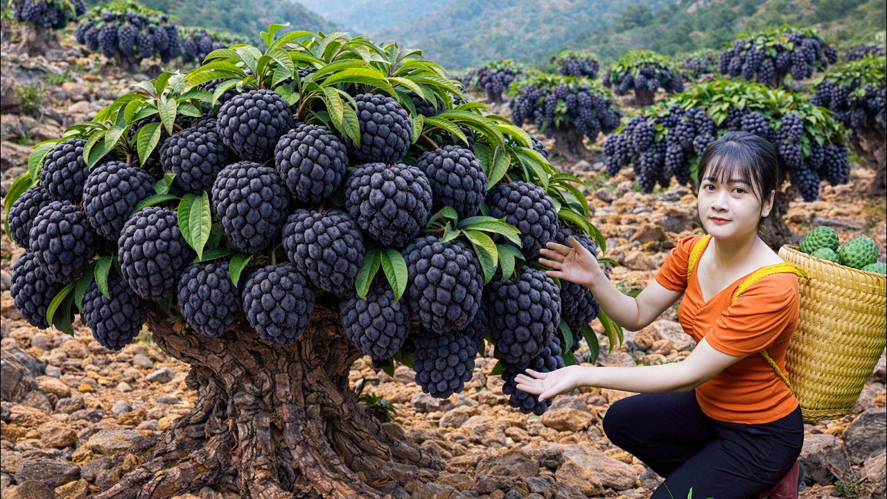 Ly Trieu Ca: Harvesting Giant Wild Custard Apples - How to make Traditional Soursop Smoothie