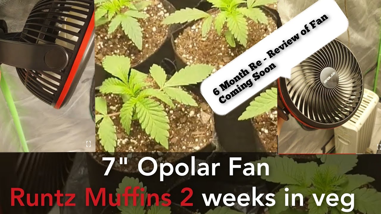 Runtz muffins Ep 1 (2 week veg)  also Opolar 7