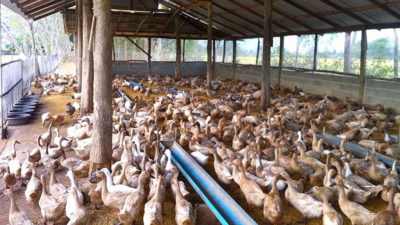 Duck feeding tips│to get the exact sizes of eggs -Modern duck farming methods
