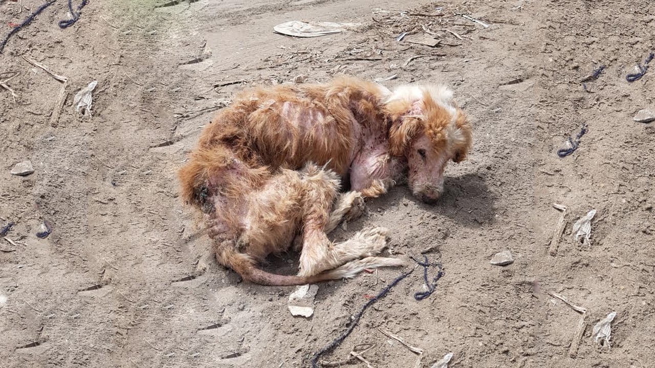 Skinny Dog L​ying Huddled on The Cold Ground & Amazing Changes