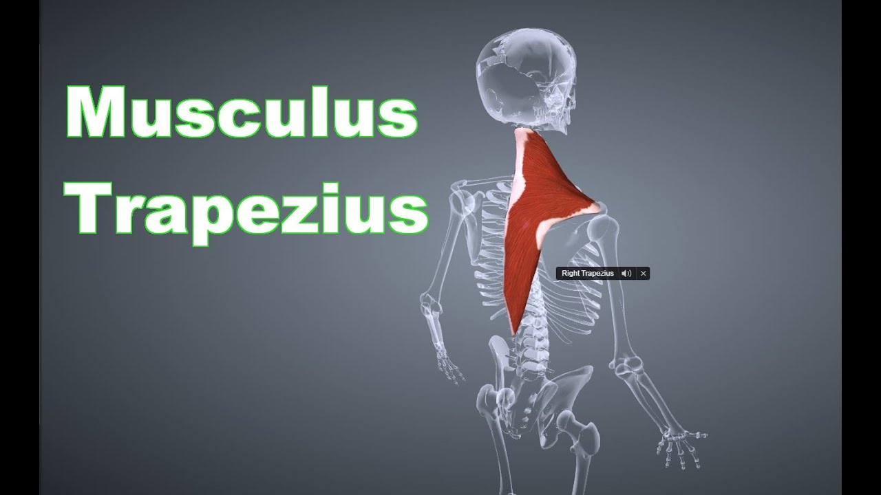 M. Trapezius Rautenmuskel: Ansatz, Ursprung, Funktion, Körperübung, Dehnungsübung B-Lizenz Prüfung