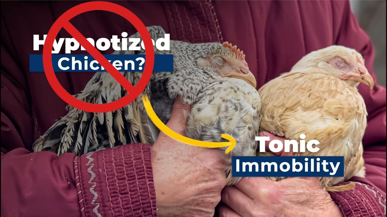 Tonic Immobility in Chickens