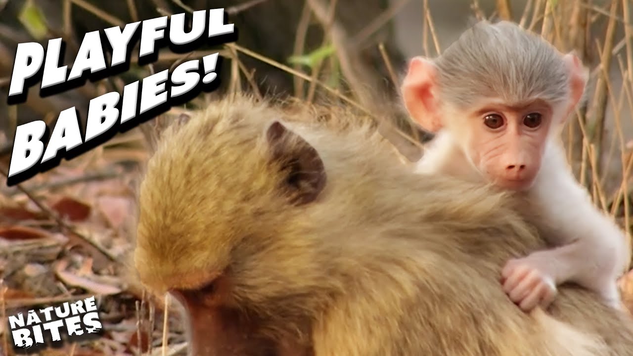 Baby Baboons Come Out to Play! | Valley of the Golden Baboon | Nature Bites