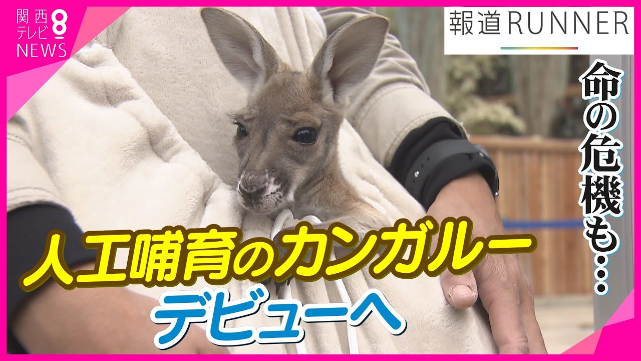 【特集】命の危機だった赤ちゃんカンガルー「コゴロ―」がデビュー　母の袋から出て『人工哺育』神戸どうぶつ王国【報道ランナー】