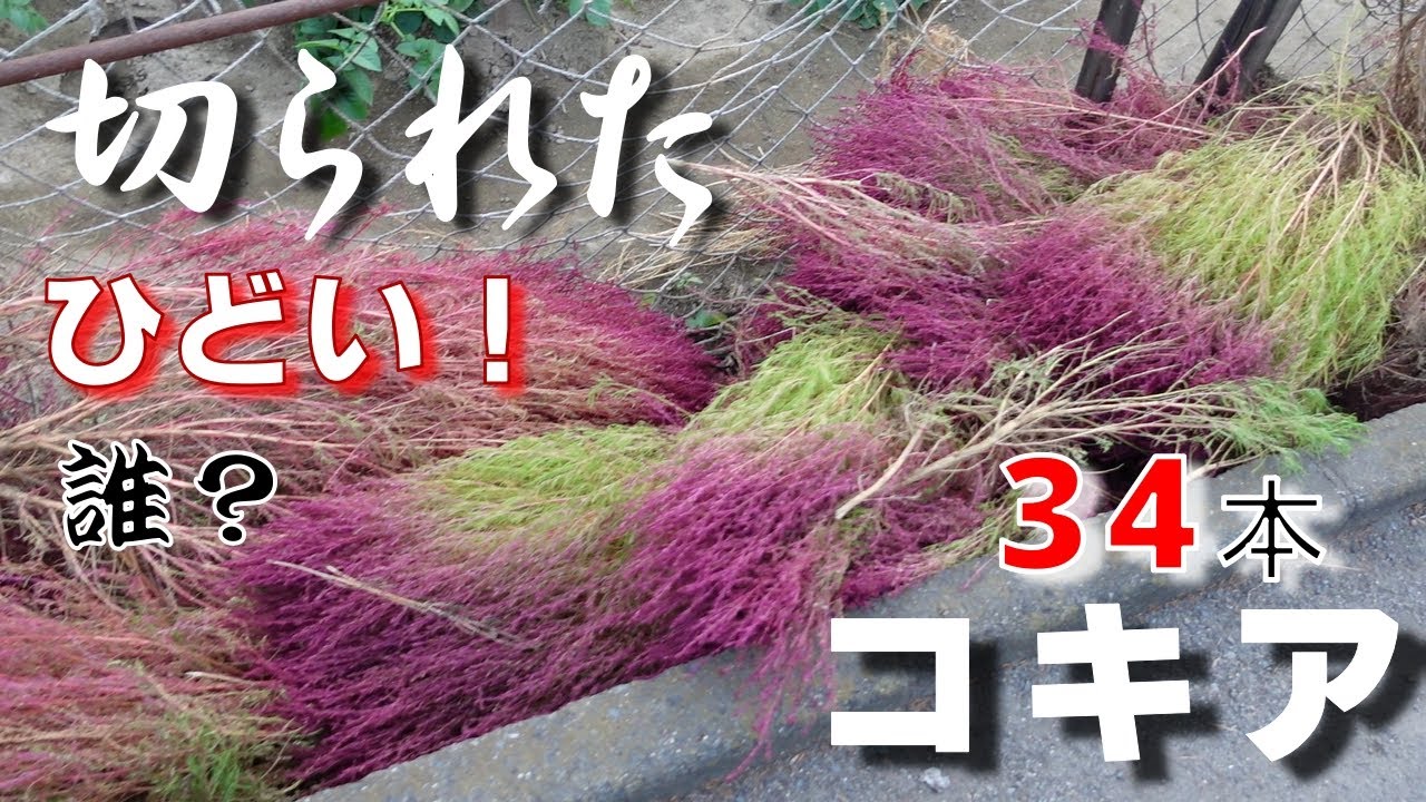 [ショック！切られたコキア] もうすぐ真っ赤になるコキアを道沿いに植えていました。34本見事に全部切られました！ひどい！悲しい！コキアのホウキと支柱の紹介！ガーデニング