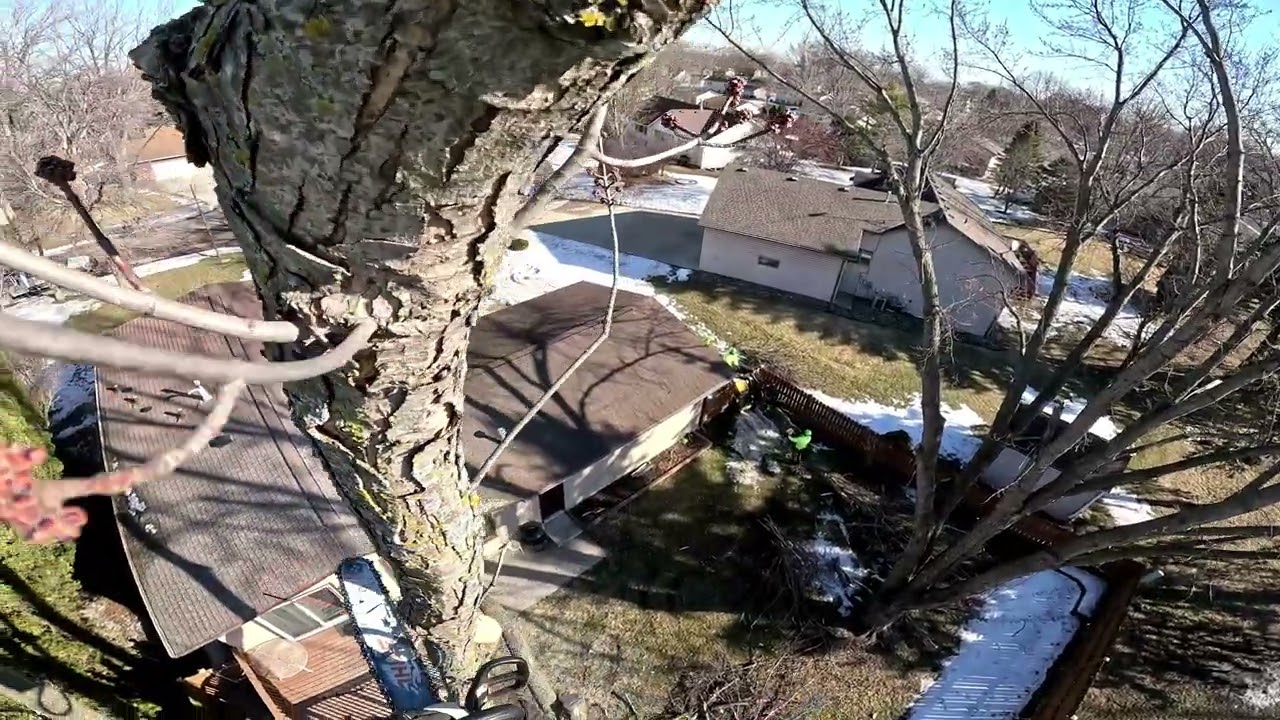 Backyard maple removal