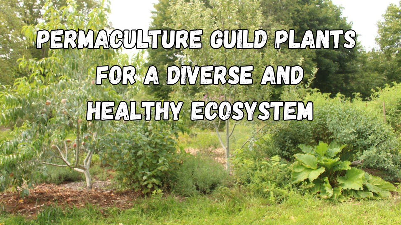 Permaculture Guild Plants (and their functions)