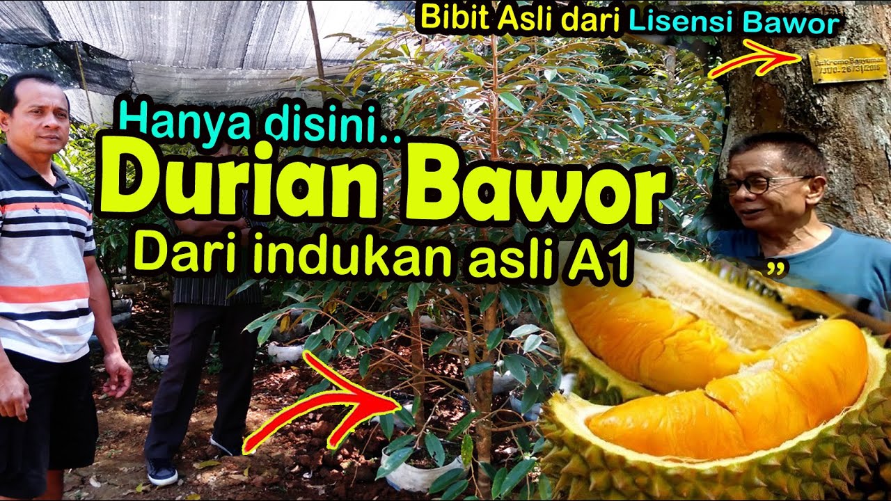 Bibit durian bawor Banyumas asli 0877-2603-5000