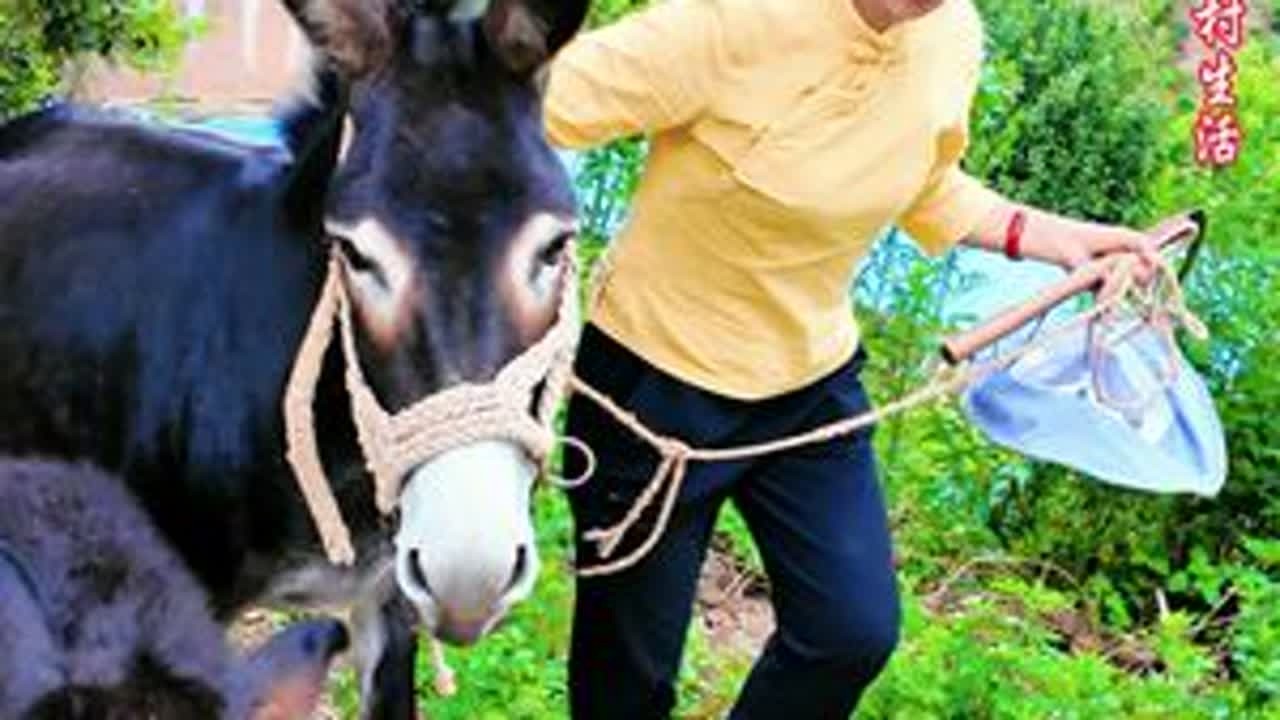 这样的山区农村生活，你能待几天…一人一狗一对小羊和一对毛驴的 日子…田园生活、农村生活、抖音记录我的日常生活、记录美好生活、山里人家、大山里生活、中国马犬、牧羊犬、乡村振兴、服务三农支持三农、小...