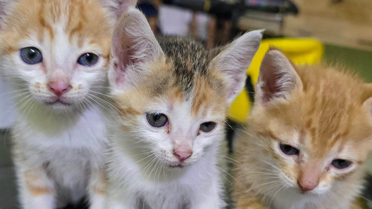 My rescued funny kittens #cat #kitten #catplay
