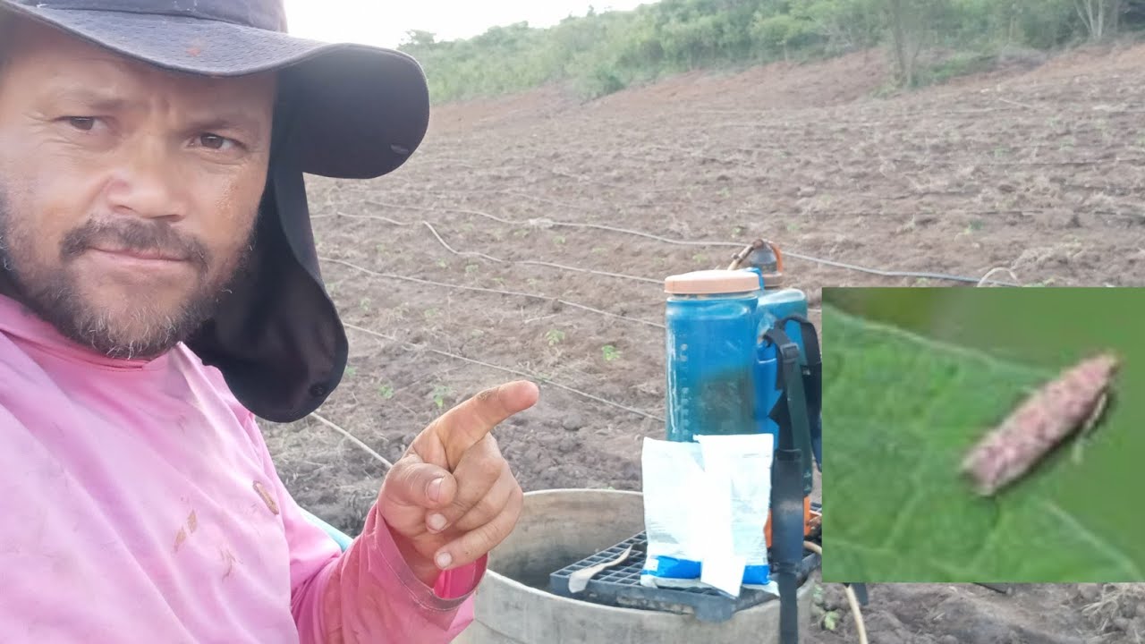como controlar traça do tomateiro (tuta absoluta)no tomate