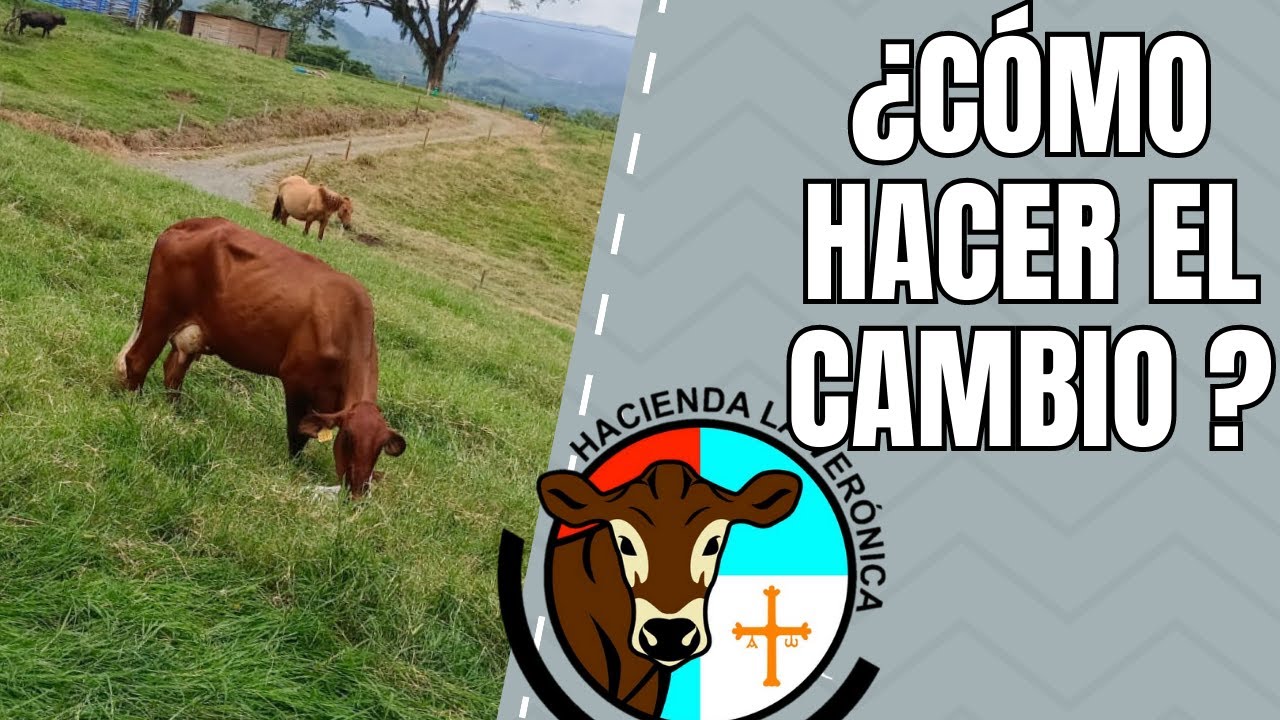 QUE DEBO HACER CON MIS VACAS PARA QUE ACEPTEN EL CAMBIO DEL PASTOREO A LA ESTABULACION?..