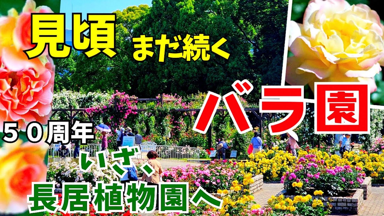 春【大阪 長居】絶景バラ園 観る価値120%！長居公園「長居植物園」５月10日(金)薔薇が見頃を迎えています 長居植物園・自然史博物館は 2024年4月27日に50周年を迎えました【4K】街歩き！