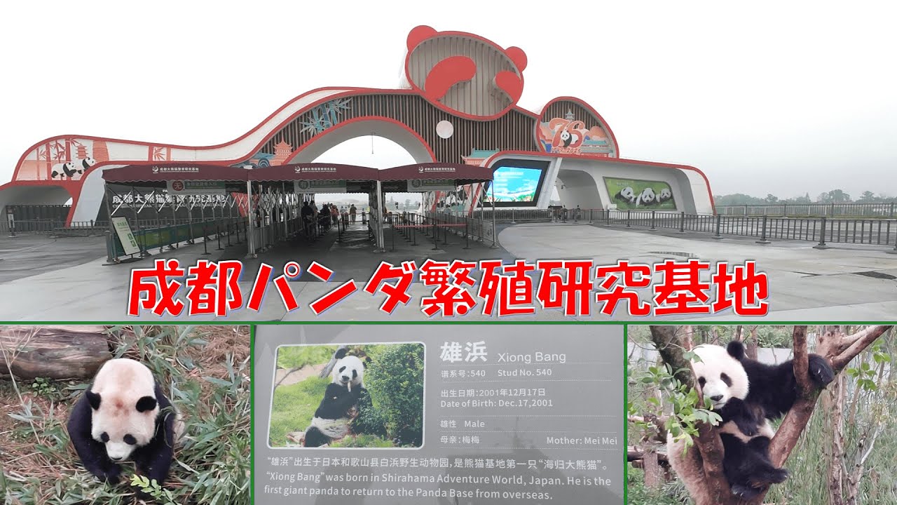 成都ジャイアントパンダ繁殖研究基地に行ってみた