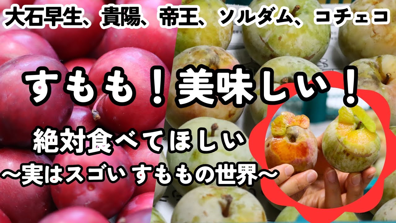 【家庭果樹園】甘酸っぱい〜激甘まで自由自在！〜ソルダムの追熟から見る スモモの素晴らしさ〜