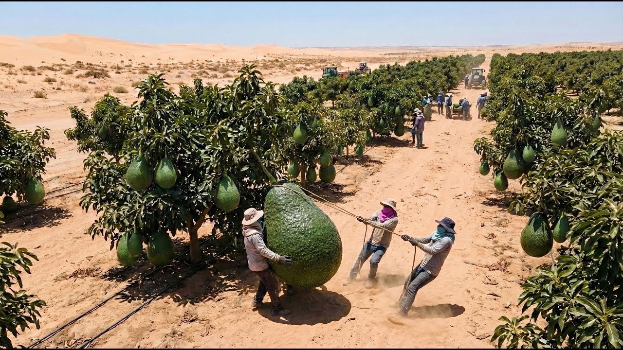 Under 50°C Heat – They Tried Growing Avocados in the Desert – The Results Were Amazing