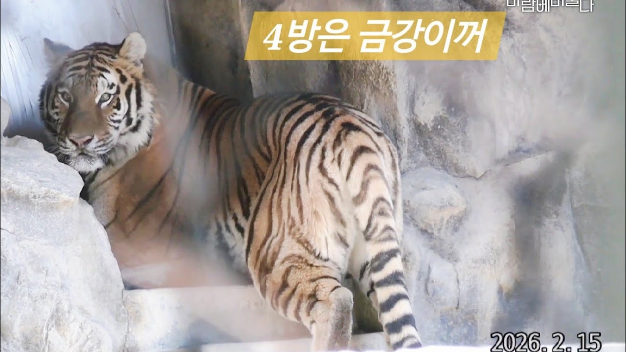 4방을 차지한 금강이. 4방은 금강이꺼라고 선호.미호 문앞에서 시위해요.4방은 강냉이꺼#서울대공원#서울동물원#서울대공원맹수사#시베리아호랑#아무르호랑국#한국호랑이#호랑이울음소리#금강