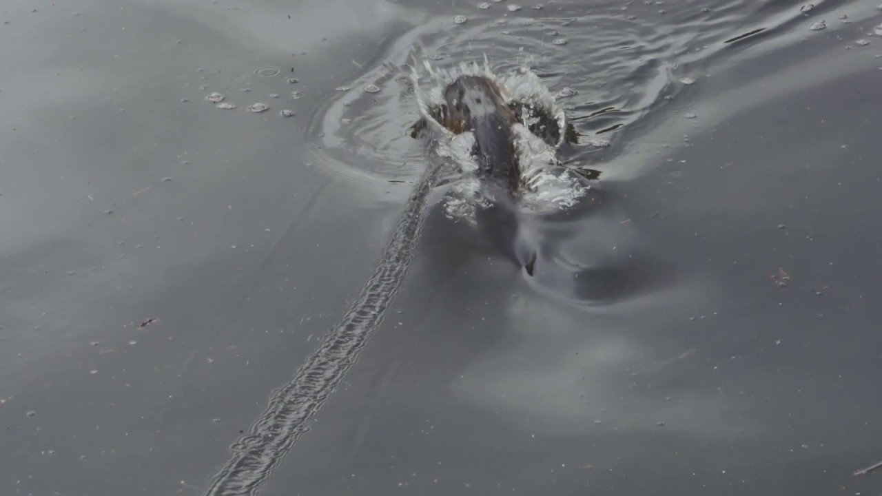 Savage Gear 3D Topwater Duck