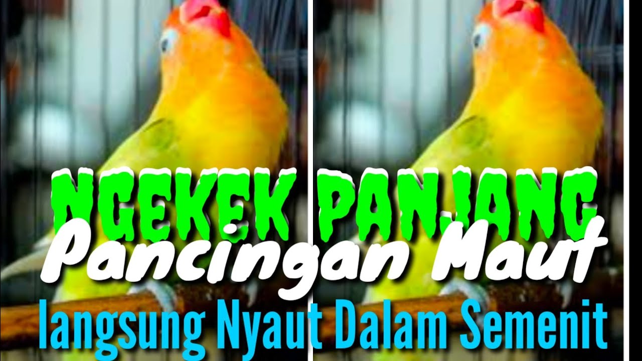 Ngekek Panjang Lovebird Anakan | Masteran Lovebird Fighter Gacor pol